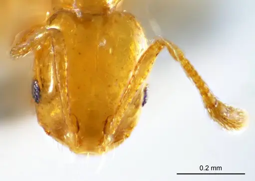 Monomorium laeve specimen ANTWEB1008679 image antweb1008679_2