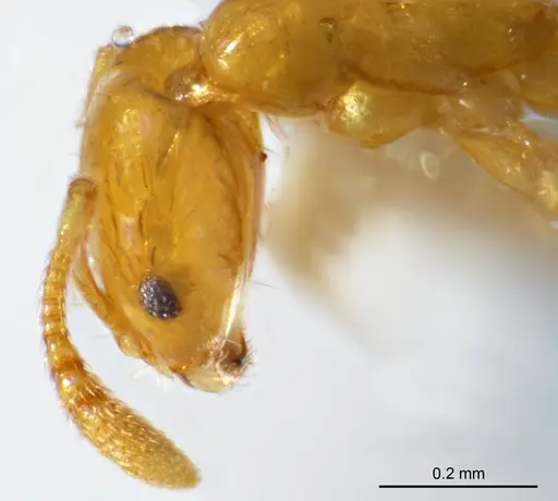 Monomorium laeve specimen ANTWEB1008679 image antweb1008679_3