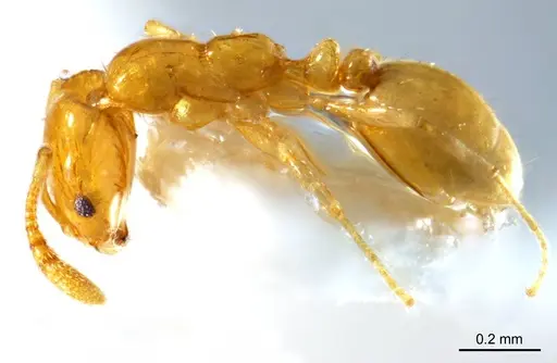 Monomorium laeve specimen ANTWEB1008679 image antweb1008679_4