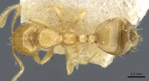 Monomorium laeve specimen CASENT0904588 image casent0904588_1