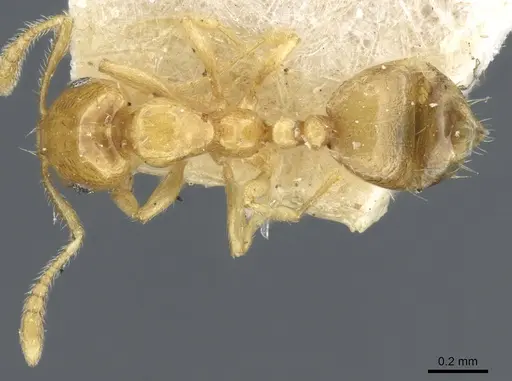 Monomorium laeve specimen CASENT0904588 image casent0904588_2