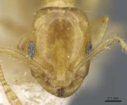 Monomorium laeve specimen CASENT0904588 image casent0904588_3