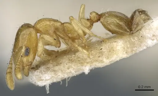 Monomorium laeve specimen CASENT0904588 image casent0904588_4