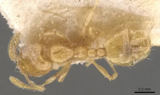 Monomorium laeve specimen CASENT0908770 image casent0908770_1