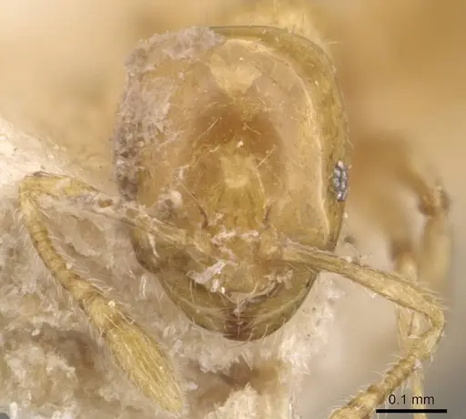 Monomorium laeve specimen CASENT0908770 image casent0908770_2