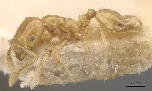 Monomorium laeve specimen CASENT0908770 image casent0908770_3