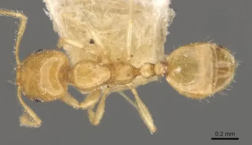 Monomorium laeve specimen CASENT0908771 image casent0908771_1