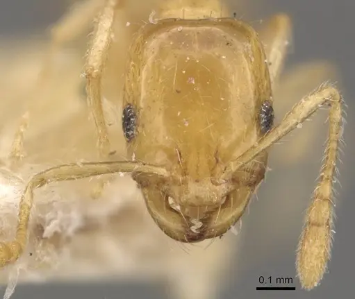 Monomorium laeve specimen CASENT0908771 image casent0908771_2