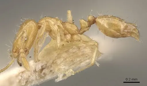 Monomorium laeve specimen CASENT0908771 image casent0908771_3
