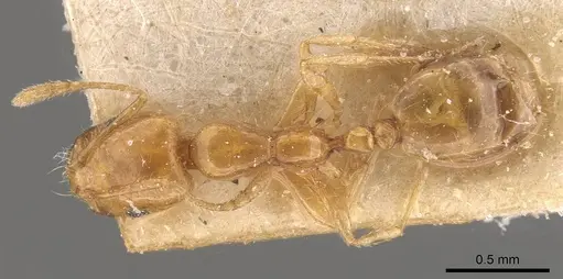 Monomorium laeve specimen CASENT0908772 image casent0908772_1