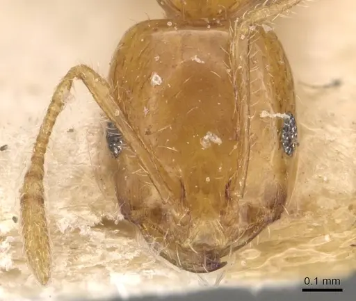 Monomorium laeve specimen CASENT0908772 image casent0908772_2