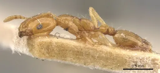 Monomorium laeve specimen CASENT0908772 image casent0908772_3