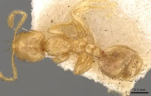 Monomorium laeve specimen CASENT0914401 image casent0914401_1