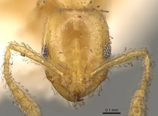 Monomorium laeve specimen CASENT0914401 image casent0914401_2