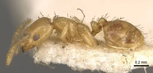 Monomorium laeve specimen CASENT0914401 image casent0914401_3
