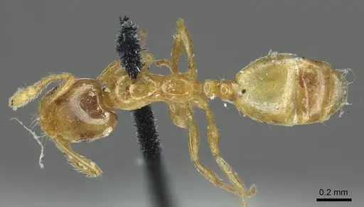 Monomorium laeve specimen CASENT0916019 image casent0916019_1