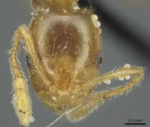 Monomorium laeve specimen CASENT0916019 image casent0916019_2