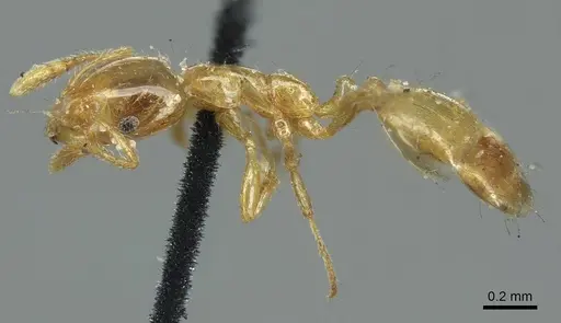 Monomorium laeve specimen CASENT0916019 image casent0916019_3