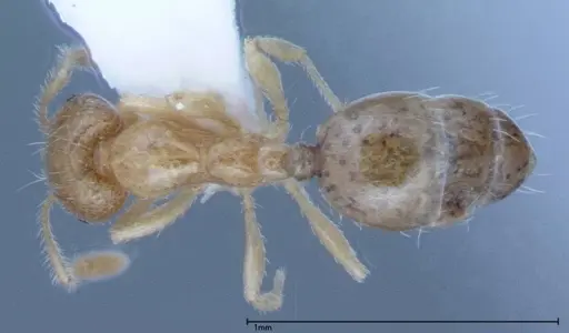 Monomorium laeve specimen FOCOL0049-1 image focol0049-1_1