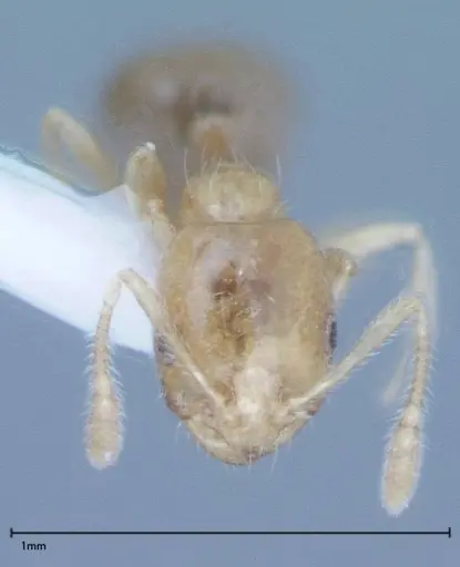 Monomorium laeve specimen FOCOL0049-1 image focol0049-1_2