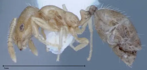 Monomorium laeve specimen FOCOL0049-1 image focol0049-1_3