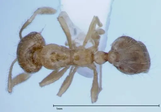 Monomorium laeve specimen FOCOL0049-2 image focol0049-2_1