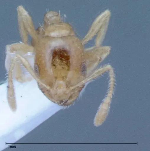 Monomorium laeve specimen FOCOL0049-2 image focol0049-2_2