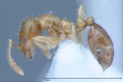 Monomorium laeve specimen FOCOL0049-2 image focol0049-2_3