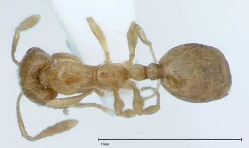 Monomorium laeve specimen FOCOL0050-1 image focol0050-1_1