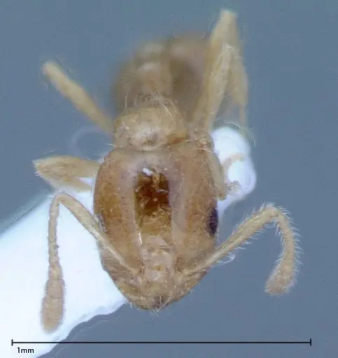 Monomorium laeve specimen FOCOL0050-1 image focol0050-1_2
