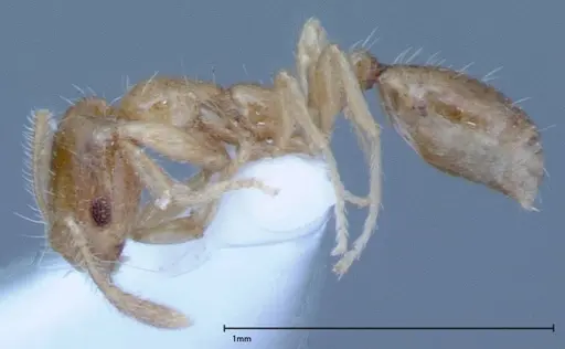 Monomorium laeve specimen FOCOL0050-1 image focol0050-1_3