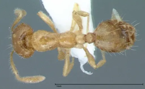 Monomorium laeve specimen FOCOL0050-2 image focol0050-2_1