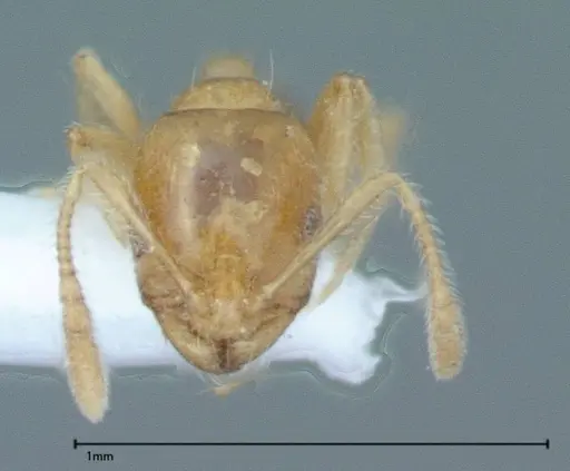 Monomorium laeve specimen FOCOL0050-2 image focol0050-2_2