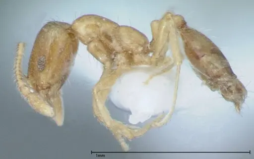Monomorium laeve specimen FOCOL0050-2 image focol0050-2_3