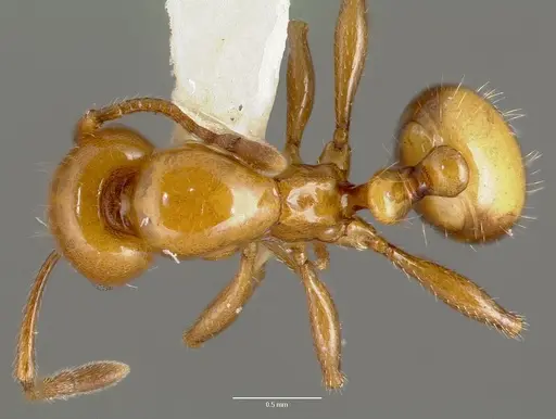 Monomorium latastei specimen CASENT0006157 image casent0006157_1