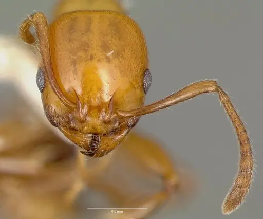 Monomorium latastei specimen CASENT0006157 image casent0006157_2