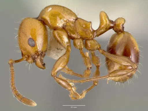 Monomorium latastei specimen CASENT0006157 image casent0006157_3