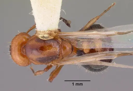 Monomorium latastei specimen CASENT0102686 image casent0102686_1