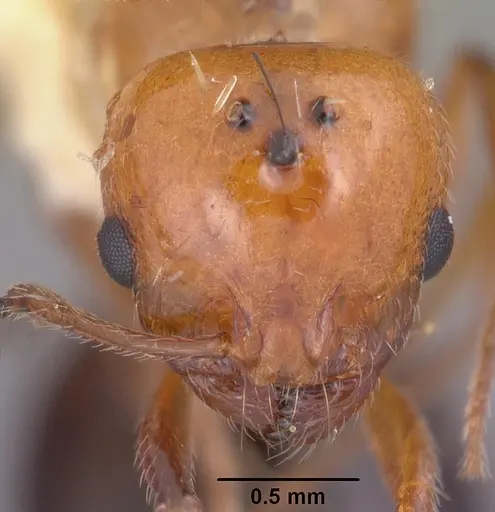 Monomorium latastei specimen CASENT0102686 image casent0102686_2