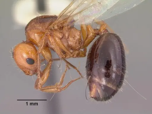 Monomorium latastei specimen CASENT0102686 image casent0102686_3