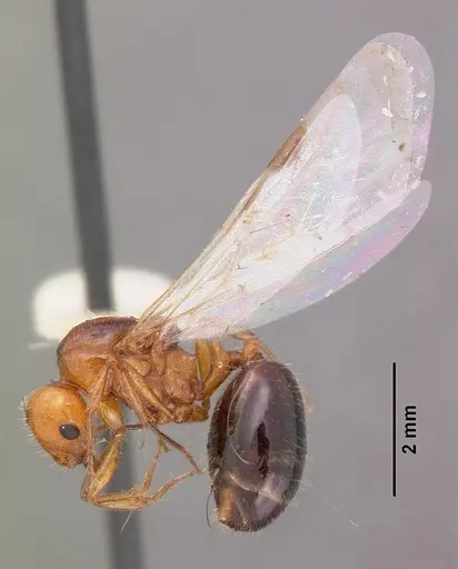 Monomorium latastei specimen CASENT0102686 image casent0102686_4