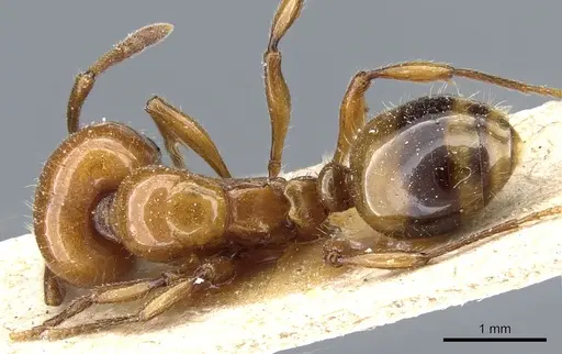 Monomorium latastei specimen CASENT0904575 image casent0904575_1