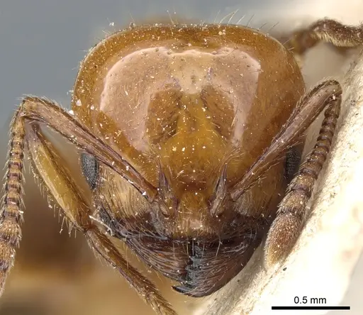Monomorium latastei specimen CASENT0904575 image casent0904575_2