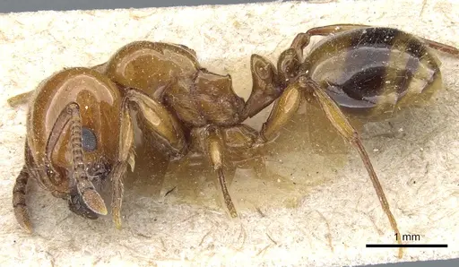Monomorium latastei specimen CASENT0904575 image casent0904575_3