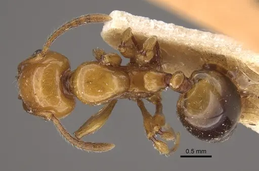 Monomorium latastei specimen CASENT0917811 image casent0917811_1