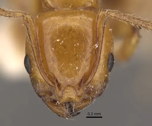 Monomorium latastei specimen CASENT0917811 image casent0917811_2