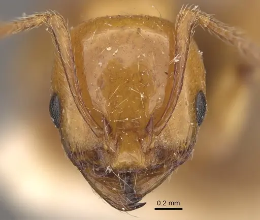 Monomorium latastei specimen CASENT0917811 image casent0917811_3