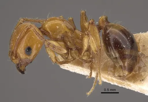 Monomorium latastei specimen CASENT0917811 image casent0917811_4