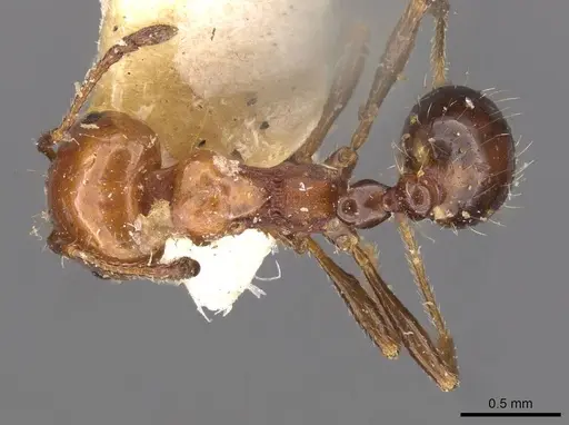 Monomorium leda specimen CASENT0908684 image casent0908684_1