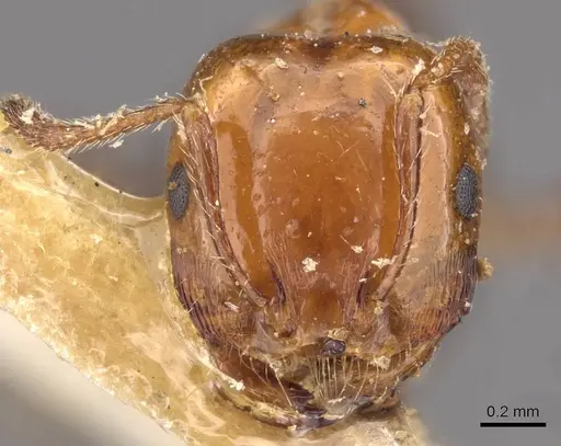 Monomorium leda specimen CASENT0908684 image casent0908684_2